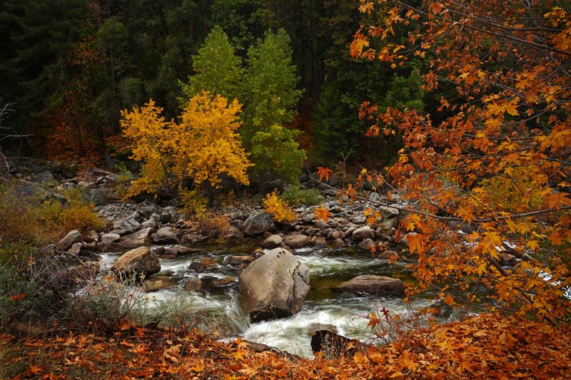 Merced River In Fall Colors